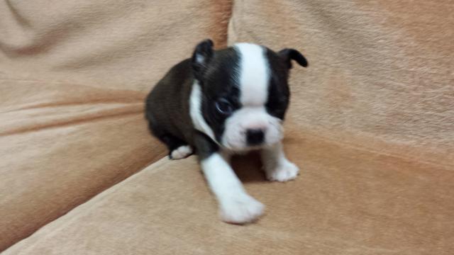 ボストンテリア