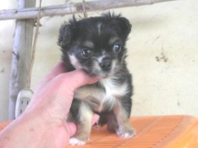 チワワ（ロングコート）