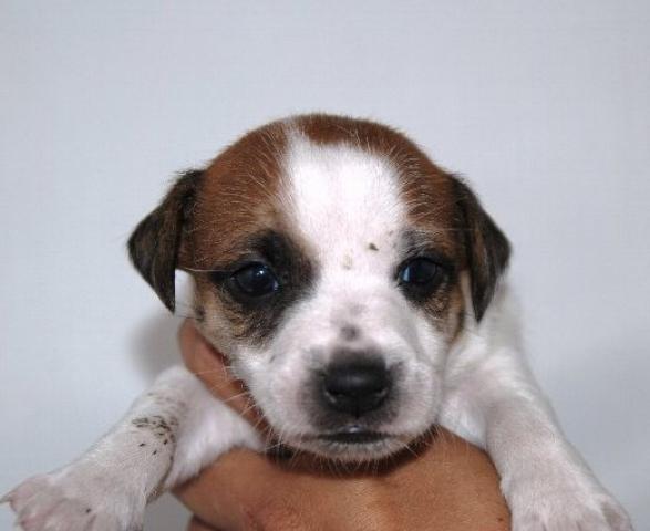 ジャックラッセルテリア