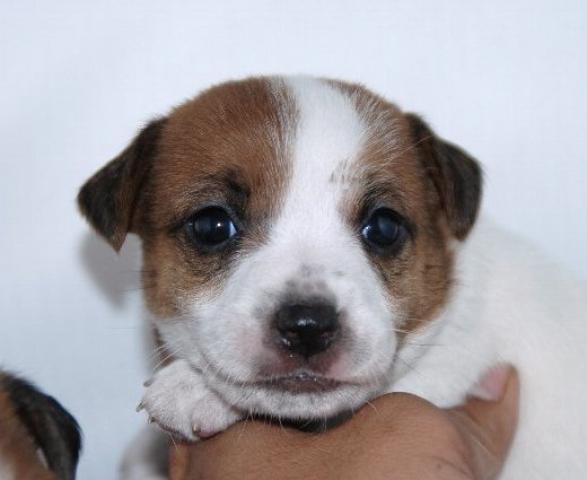 ジャックラッセルテリア