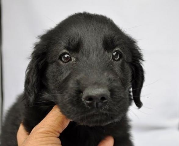 フラットコーテッドレトリーバー