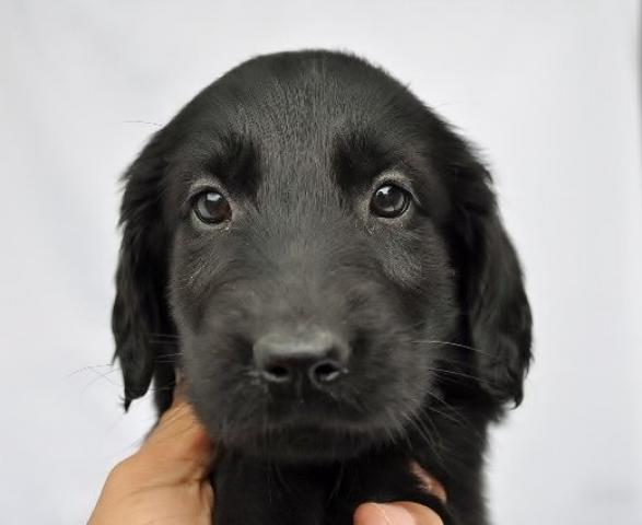 フラットコーテッドレトリーバー