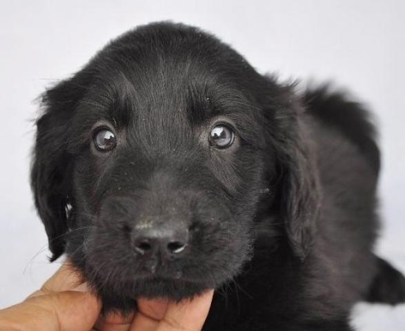 フラットコーテッドレトリーバー