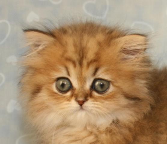 ペルシャ・ヒマラヤン