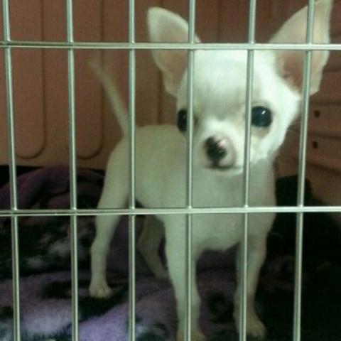 チワワ（スムースコート）