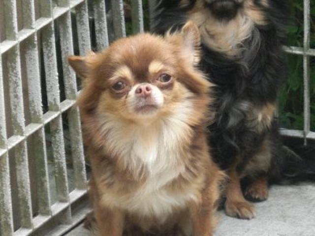 チワワ(ロングコート)