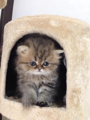 ペルシャ・ヒマラヤン