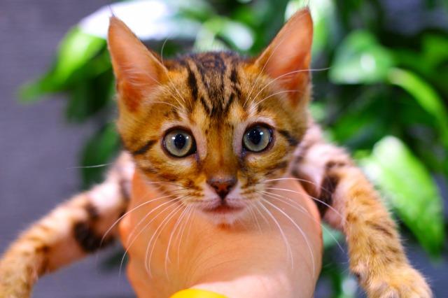 ベンガル　ブラウン・スポテッド・タビー