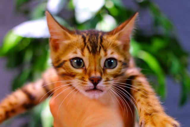 ベンガル　ブラウン・スポテッド・タビー