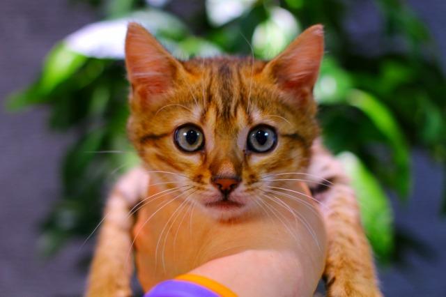 ベンガル　ブラウン・スポテッド・タビー