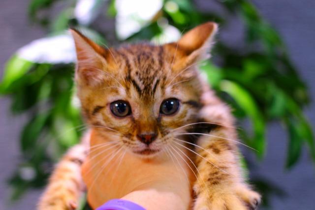 ベンガル　ブラウン・スポテッド・タビー