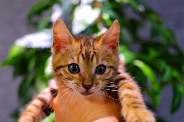 ベンガル　ブラウン・スポテッド・タビー