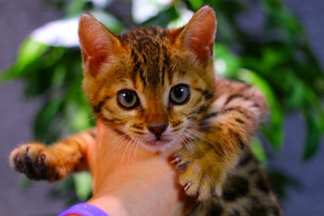 ベンガル　ブラウン・スポテッド・タビー