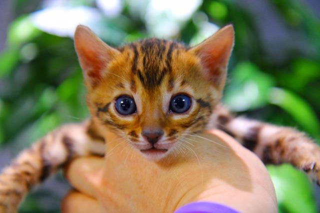 ベンガル　ブラウン・スポテッド・タビー