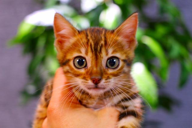 ベンガル　ブラウン・スポテッド・タビー