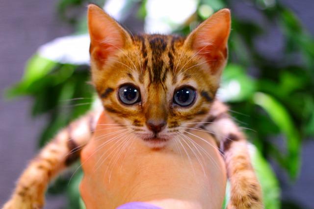 ベンガル　ブラウン・スポテッド・タビー