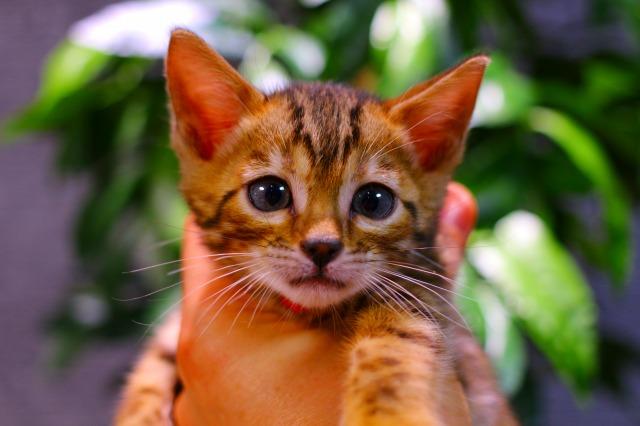 ベンガル　ブラウン・スポテッド・タビー