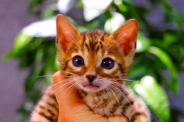 ベンガル　ブラウン・スポテッド・タビー