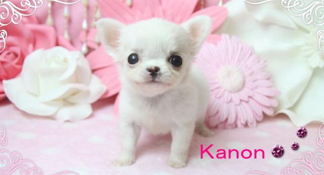 チワワ（ロングコート）