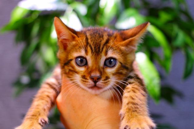 ベンガル　ブラウン・スポテッド・タビー