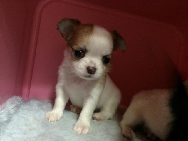 チワワ（ロングコート）