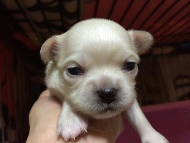 チワワ（ロングコート）