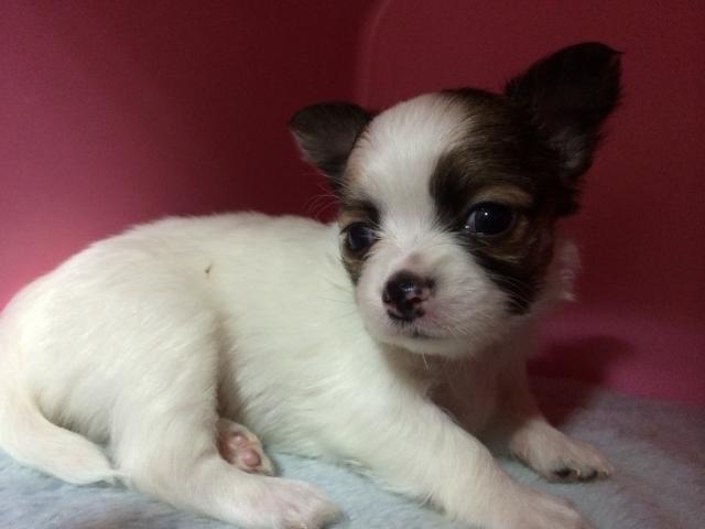 チワワ（ロングコート）