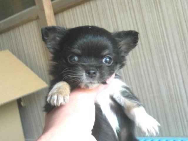 チワワ(ロングコート)