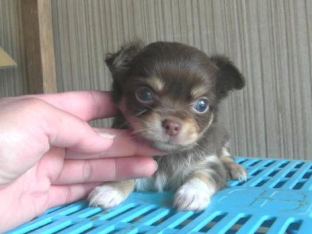 チワワ(ロングコート)