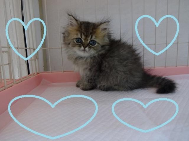 ペルシャ・ヒマラヤン