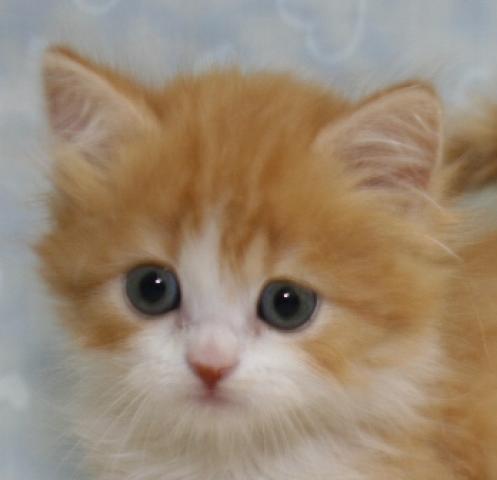 スコティッシュフォールド