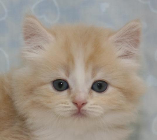 スコティッシュフォールド