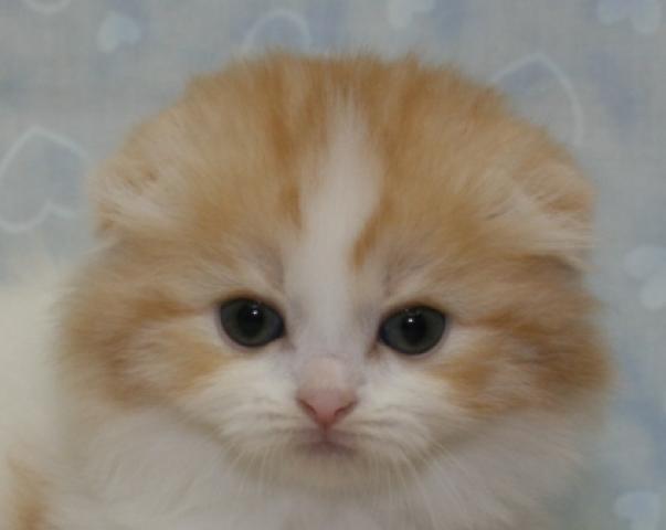 スコティッシュフォールド