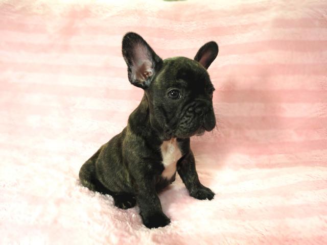 フレンチブルドッグ