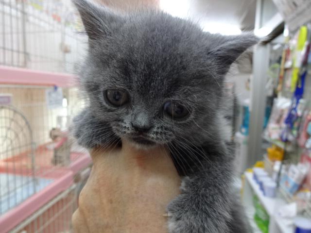 ブリティッシュショートヘア
