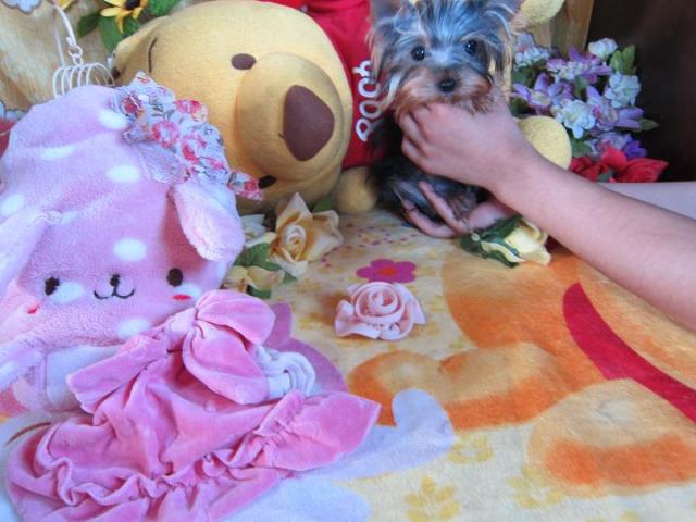 ヨークシャーテリア