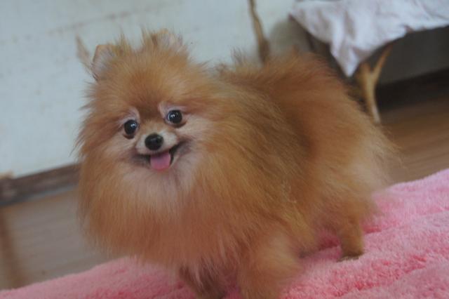 ポメラニアン