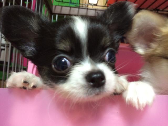 チワワ（ロングコート）