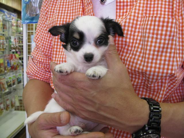 チワワ(ロングコート)