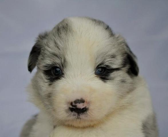 ボーダーコリー