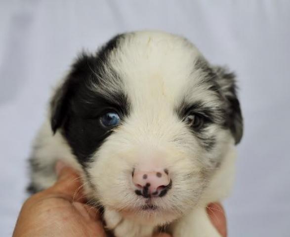 ボーダーコリー