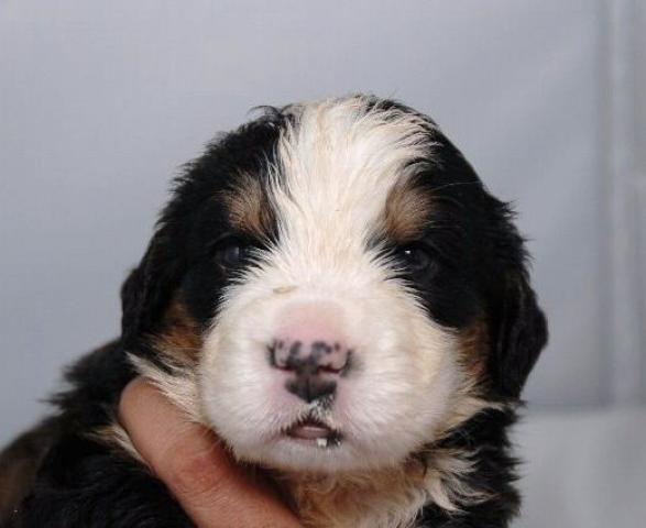 バーニーズマウンテンドッグ