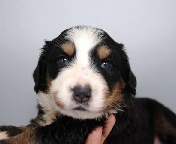 バーニーズマウンテンドッグ