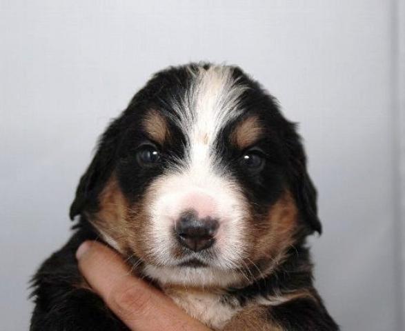 バーニーズマウンテンドッグ