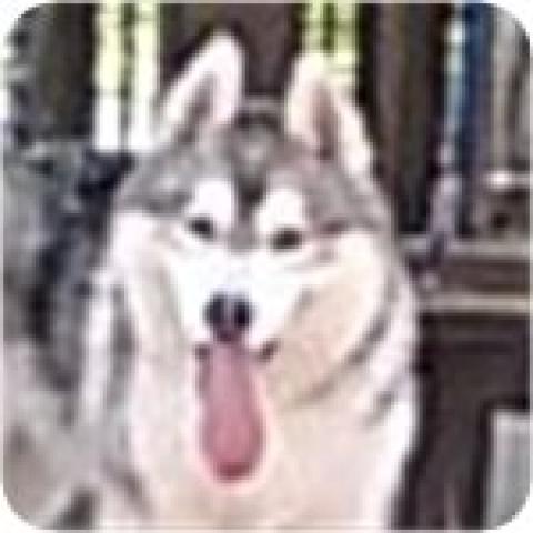 シベリアンハスキー