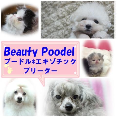 Beauty Poodel