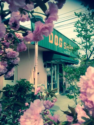 DOG SHOP ハピネス