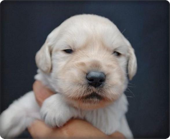 ゴールデンレトリーバー