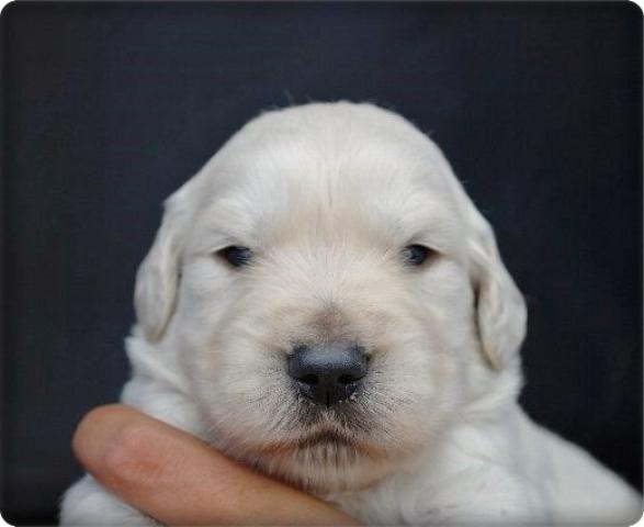 ゴールデンレトリーバー