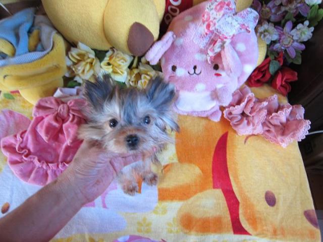 ヨークシャーテリア